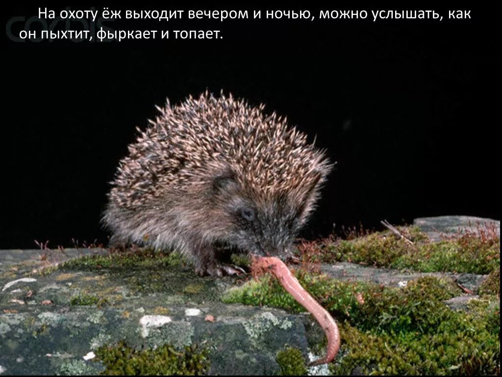 Еж ест насекомых