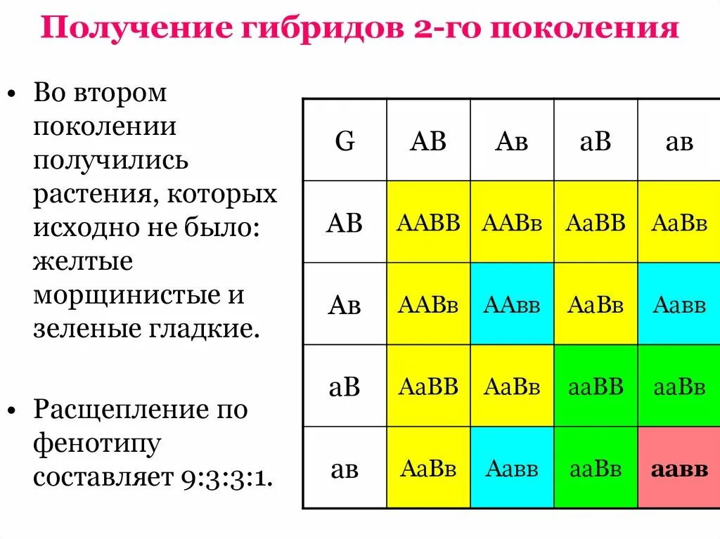 Гибриды 2 поколения. Соотношение гибридов второго поколения. Как получить второе поколение гибридов. Фенотип у ГИБРИДО 2 поколения.