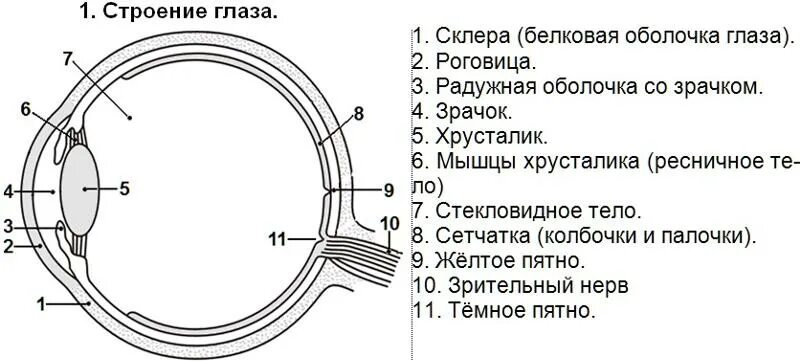 Обозначьте на рисунке строение глаза. Строение глаза спереди. Схема строения глазного анализатора. Строение глаза человека ЕГЭ биология. Строение глаза ЕГЭ биология задания.