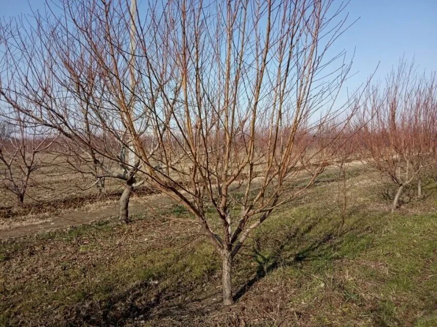 Чашевидная крона абрикоса. Чашевидная крона абрикоса. Чашевидная крона абрикоса. Верхнесадовое крым сады черешне. Чашевидная крона яблони.