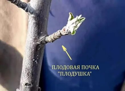 Как отличить плодовую почку