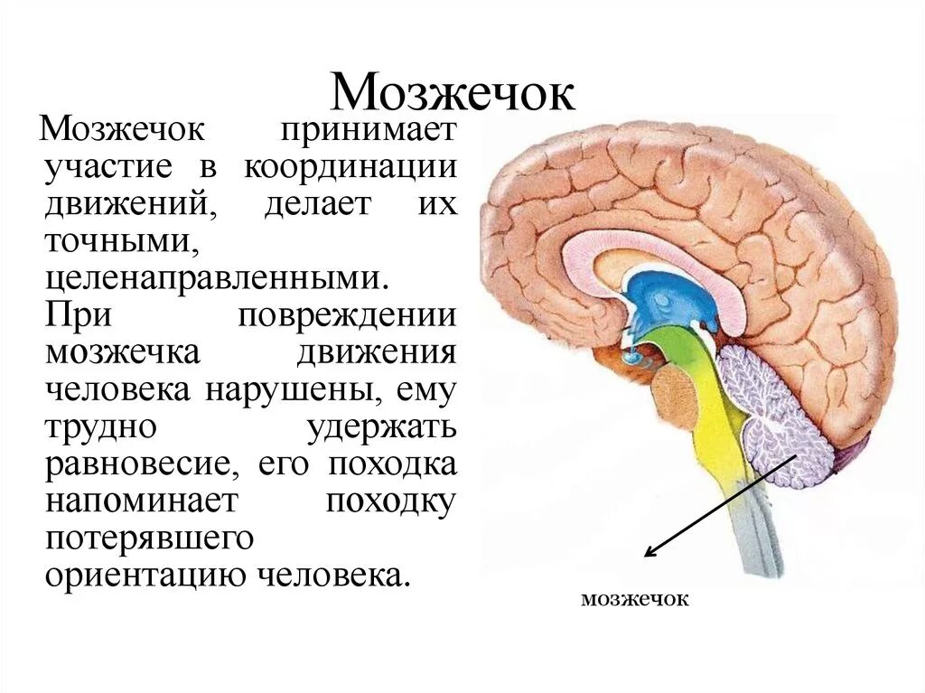 Мозжечок вид сбоку. Строение мозга мозжечок мост. Регулируемые процессы мозжечка. Миндалины мозжечка анатомия. В задний мозг входит мозжечок