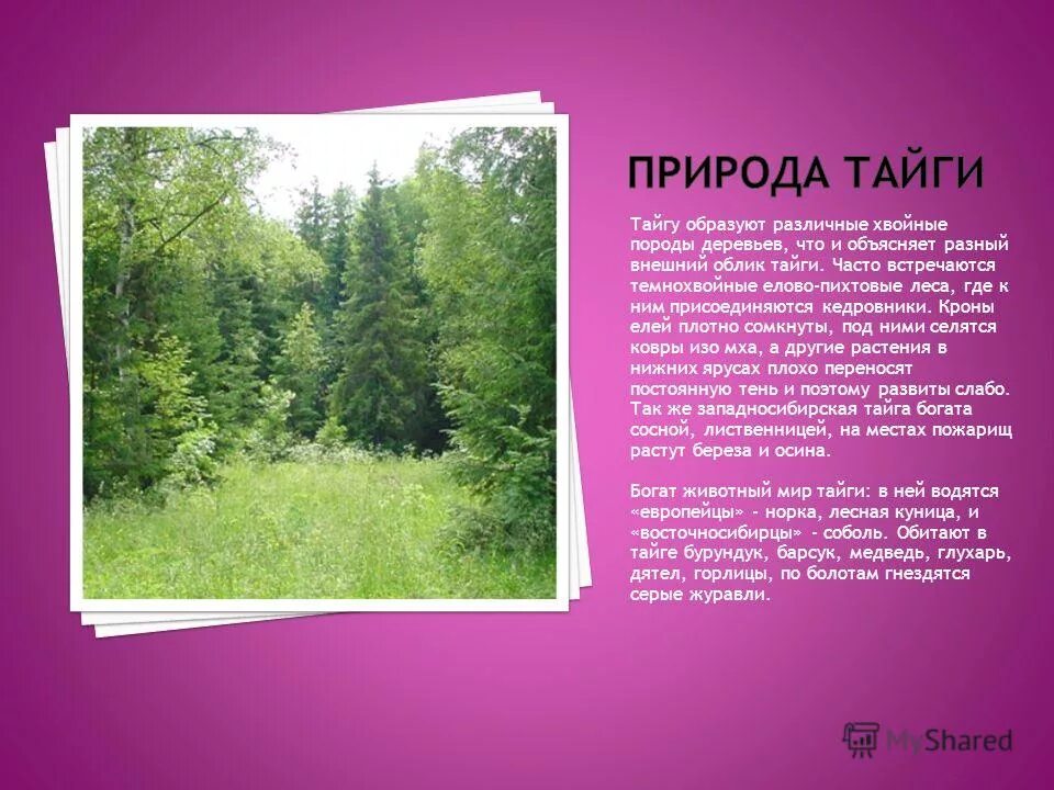 Елово пихтовая тайга. Зона тайги в россии. Леса приморского края уссурийская тайга. Таежные леса якутии. Природно климатические условия евразии.