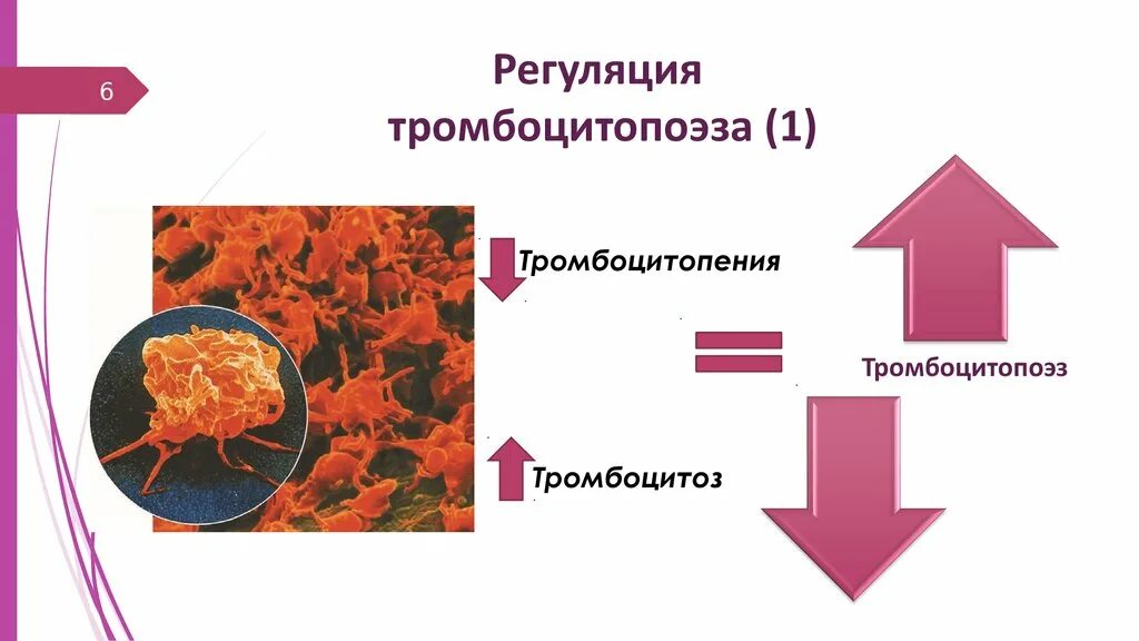 Тромбоцитопения тромбоцитоз