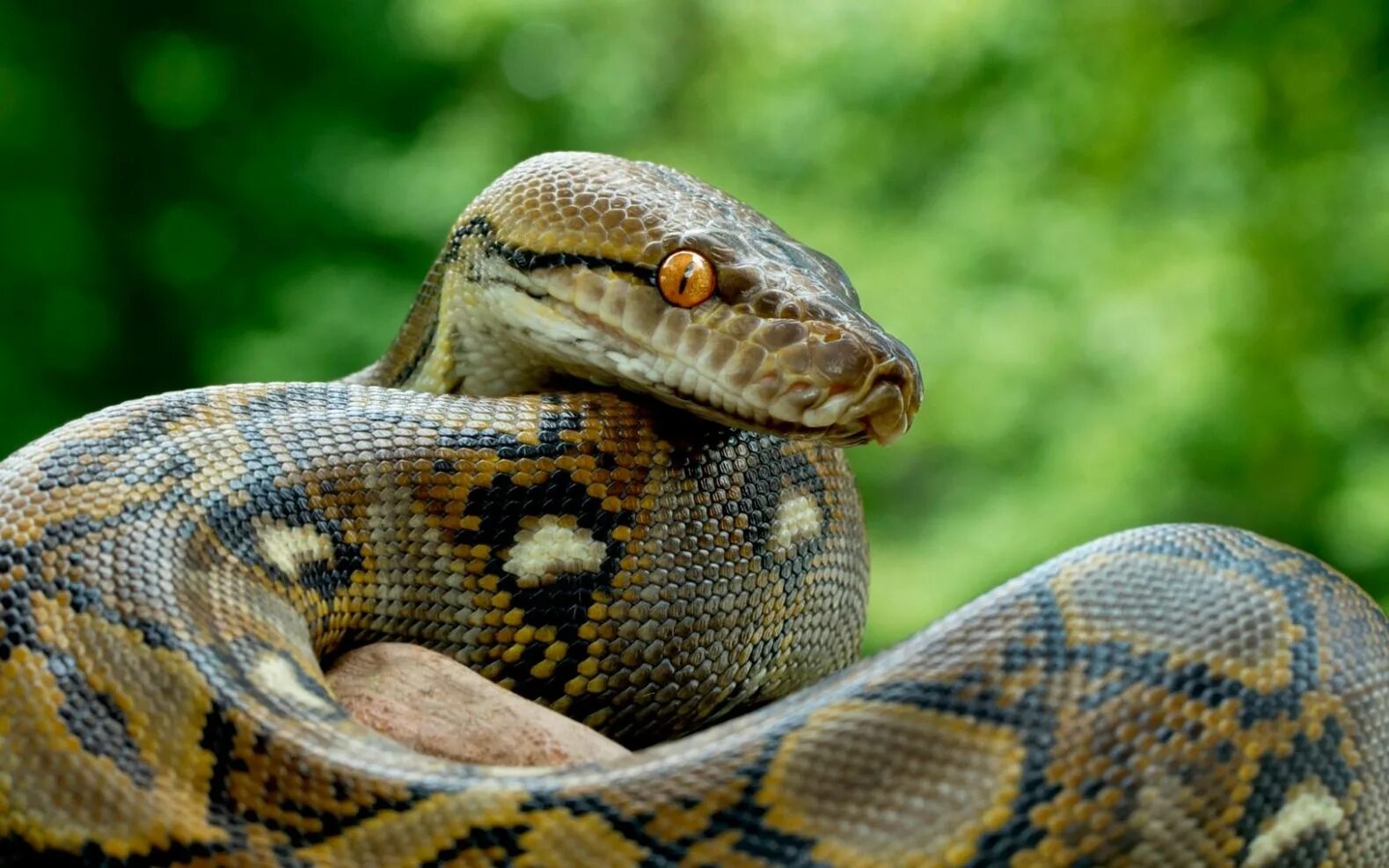 Фотографии python