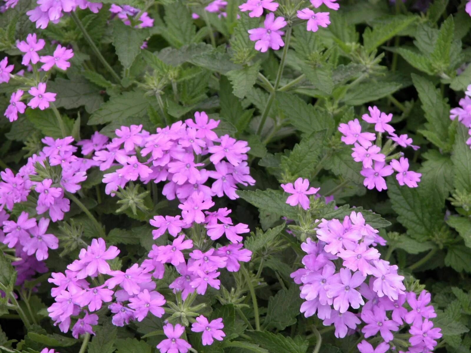 Вербена канадская. Вербена канадская (Verbena canadensis). Вербена ползучая. Вербена плющевидная. Вербена в подмосковье