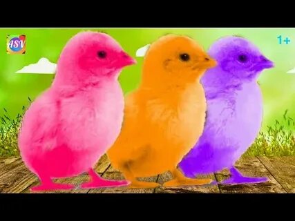 Включи видео цыпленка