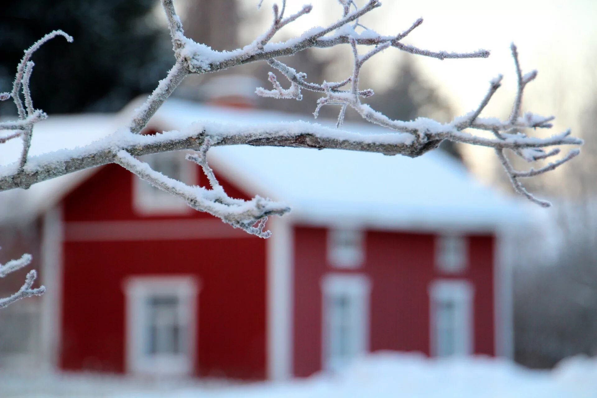 Зимнее дерево. Дом в заснеженном лесу. Заснеженная крыша. Дом в снегу. Снегом укрыты дома