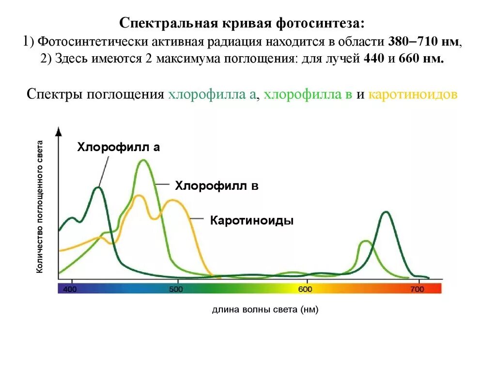 От какого фактора зависит поглощение воды растением. Спектр солнечного излучения для фотосинтеза. Спектры поглощения света пигментами. Спектр поглощения пигментов фотосинтеза. Спектры поглощения хлорофилла максимумы поглощения.