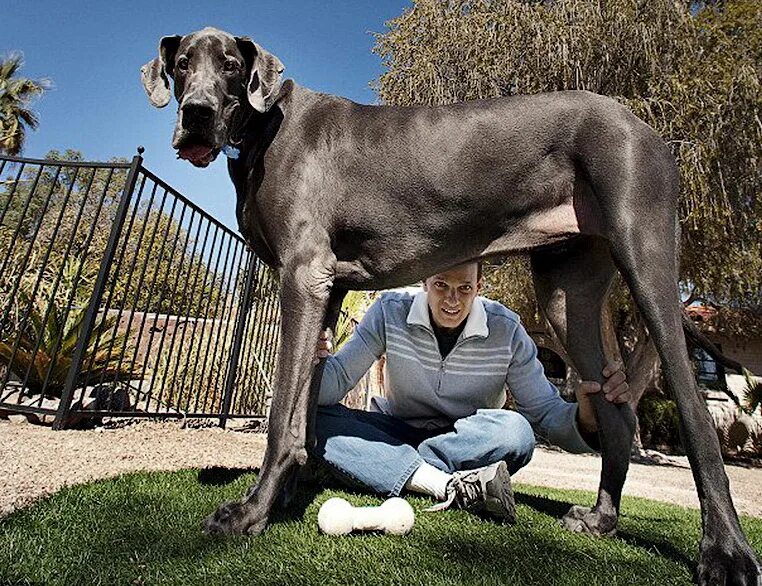 Какие крупные собаки. Датский дог Гибсон. Королевский дог Зевс. Немецкий дог гигантский Джордж. Дог Зевс самая большая собака в мире.