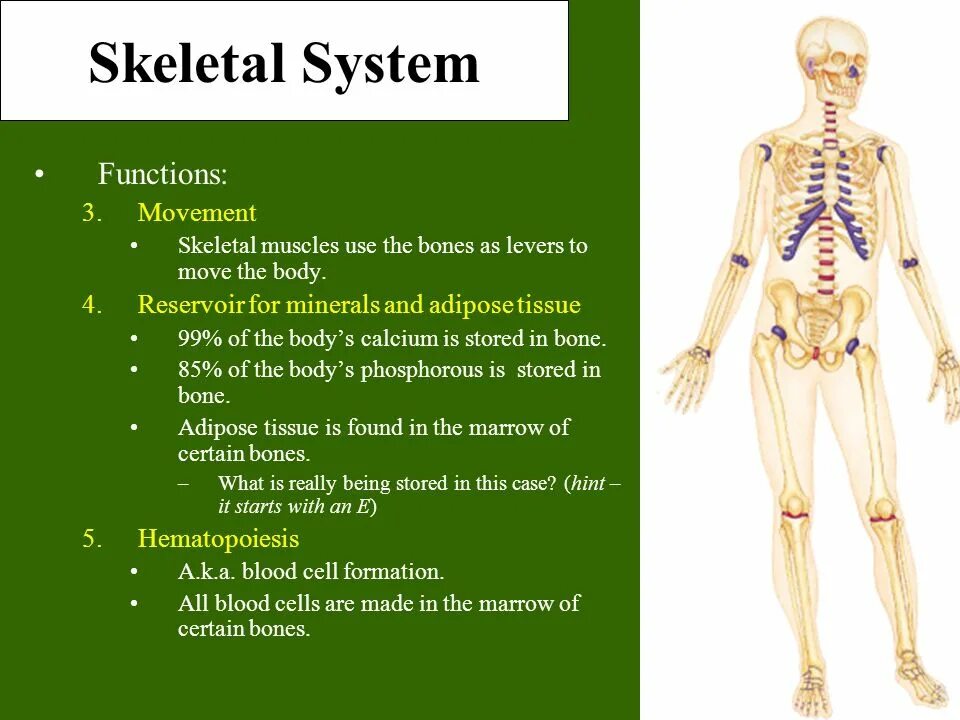 Functions of the skeletal System. Костная система человека. What are the functions of the skeletal and muscular System ответы. Tissues of the skeletal System.