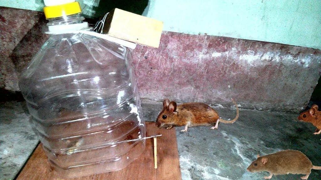 Мышь бутылка