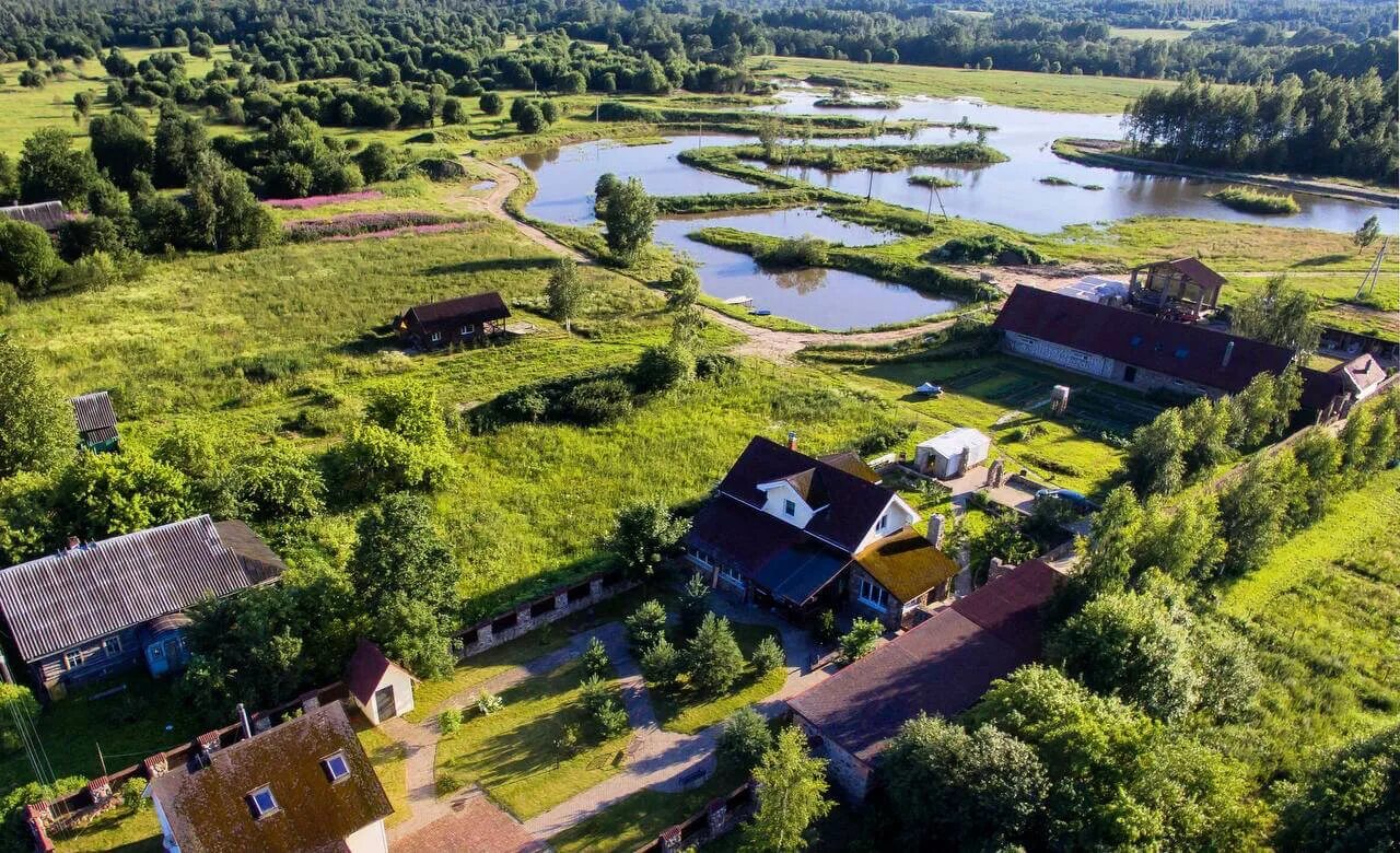 Племенные фермы. Коровники свердловской области. Ао «племенной завод»ленинский путь». Животноводство в ленобласти. Ленинградская ферма.