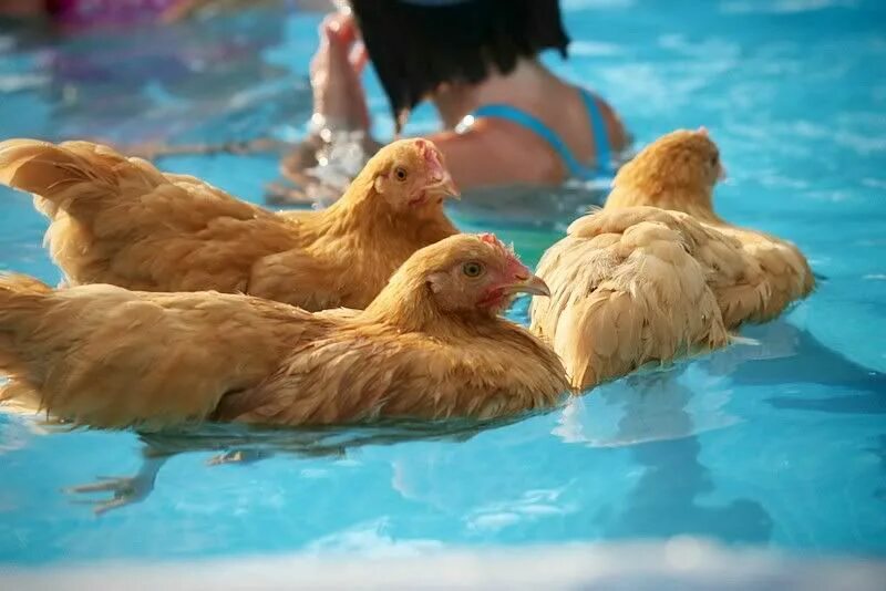 Курица пьет воду. Куры плавают. Курица в бассейне. Плавающие курочки. Куры умеют плавать.