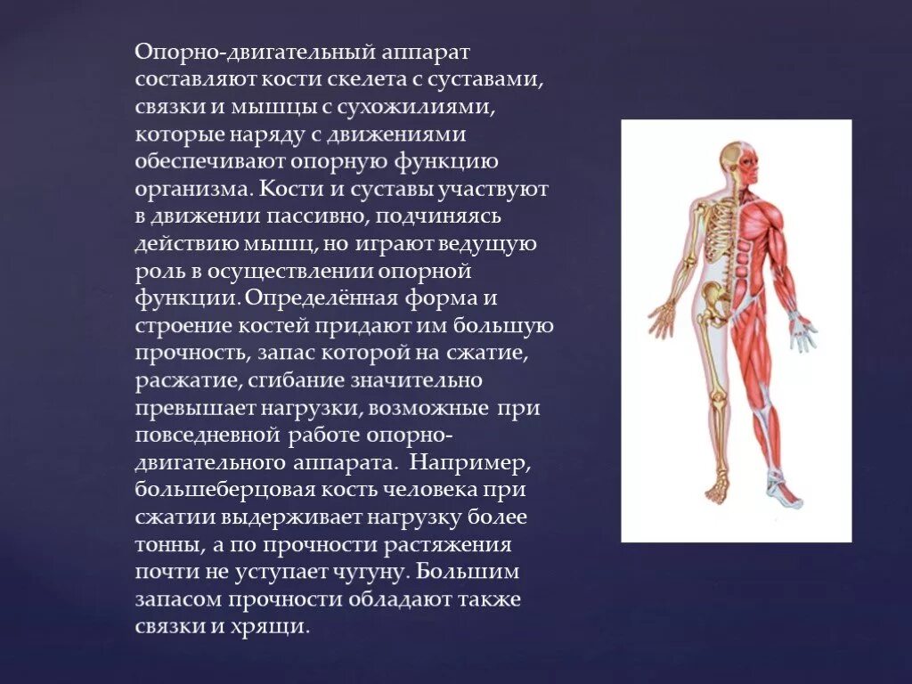 Опорно двигательный аппарат. Опорно-двигательный аппарат человека. Костно мышечный аппарат человека. Опорной двигательныфй аппарат. Опорно-двигательный аппарат человека составляют.