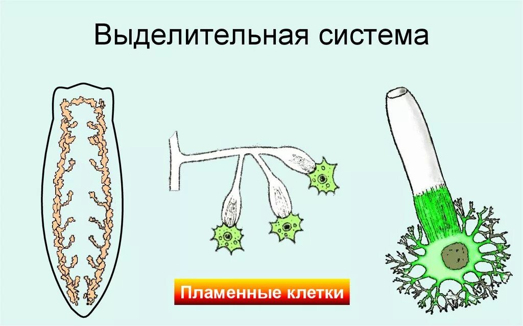 Выделительная система белой планарии. Выделительная система плоских червей схема. Плоские черви выделительная система. Плоские черви строение выделительной системы.