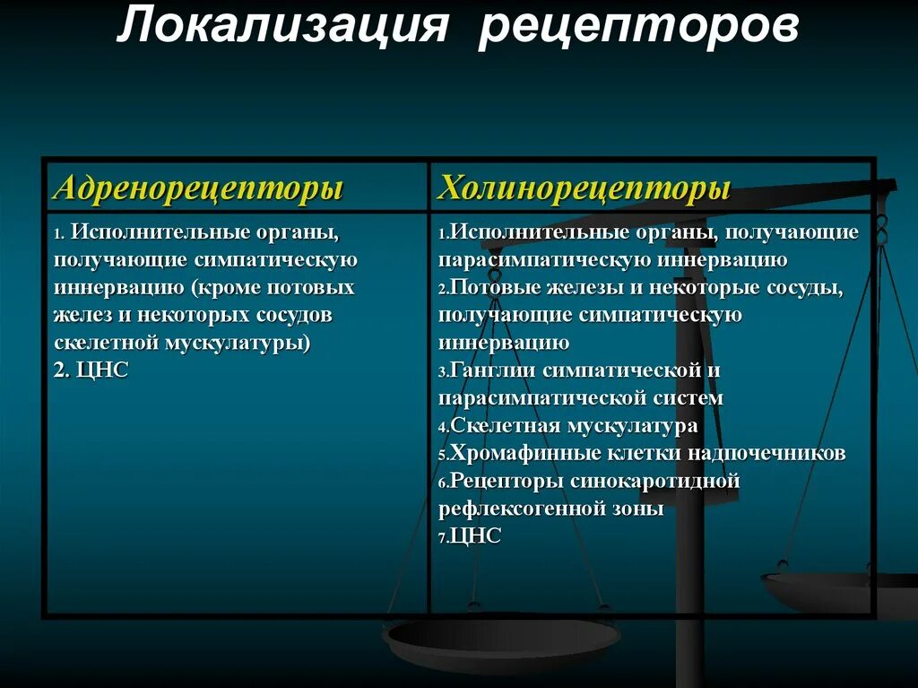 Локализация холинорецепторов. Адренергические рецепторы локализация. Характеристика адренергических и холинергических рецепторов.. Холинергические рецепторы локализация. Рецепторы классификация и локализация холинорецепторов.