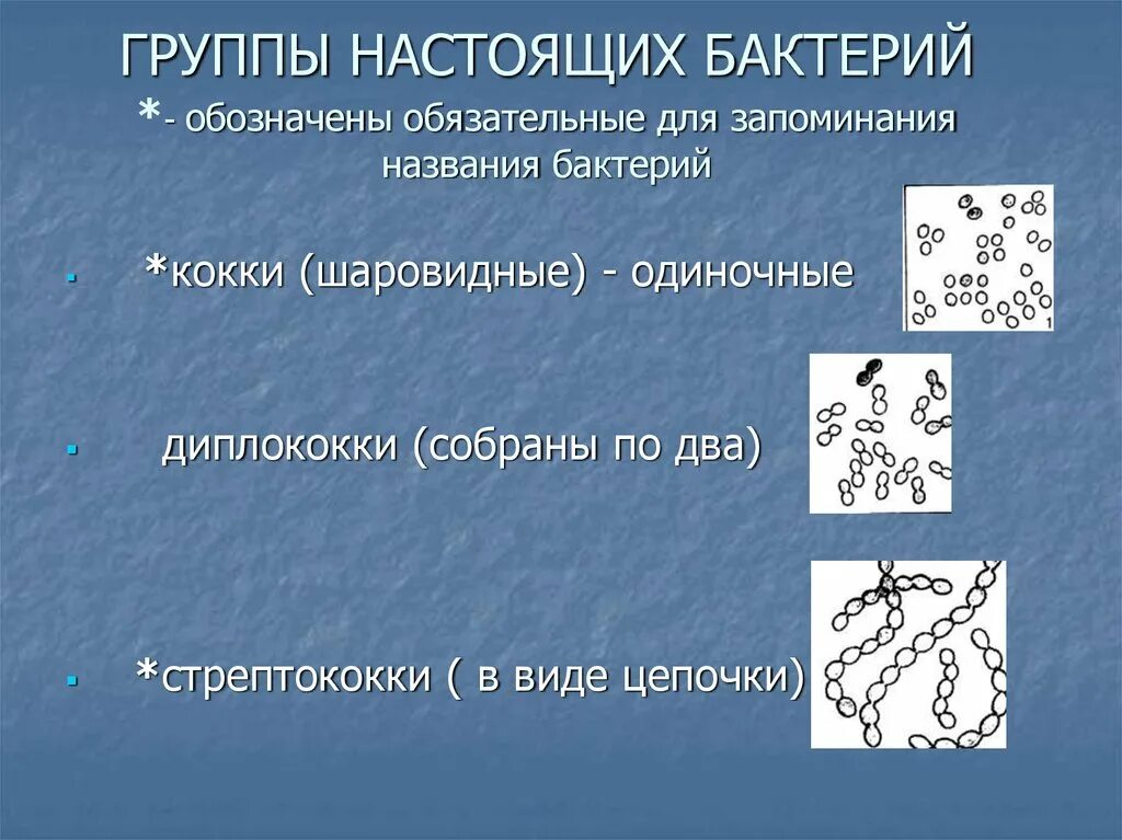 Три группы бактерий. Группы настоящих бактерий. Настоящие бактерии представители. Подцарство настоящие бактерии. Примеры настоящих бактерий.