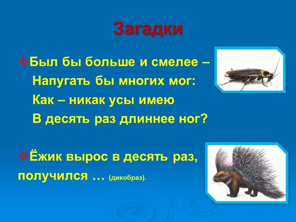 Загадка про дикобраза. Ёжик вырос в десять раз получился. Ёжик вырос в десять раз получился Дикобраз. Ёжик вырос в десять раз получился ответ на загадку. Выросла в 3 7 раза