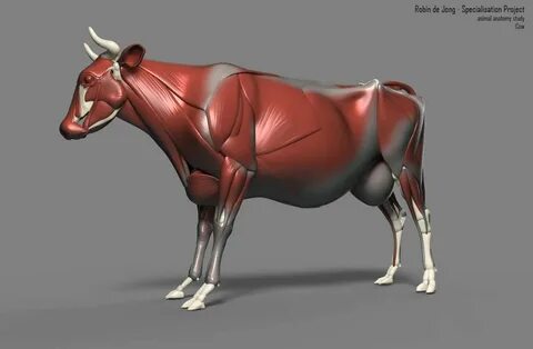Cow body