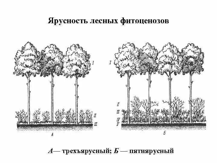 Сходства и различия надземных и подземных ярусов. Ярусность лесного фитоценоза. Ярусность растительного сообщества влияние. Ярусность Березняка. Яростность фитоценоза мозаичность фитоценоза.