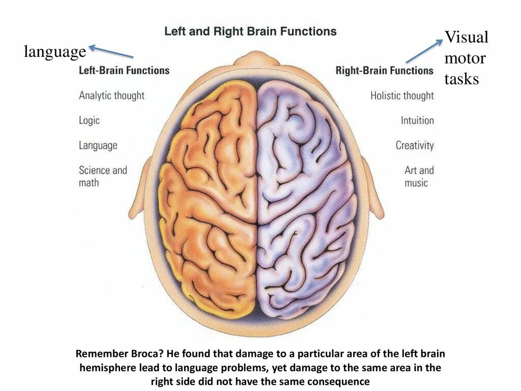 Leave the brain. Полушария мозга. Human Brain left and right Hemisphere. Left and right Brain functions. Left Brain right Brain.