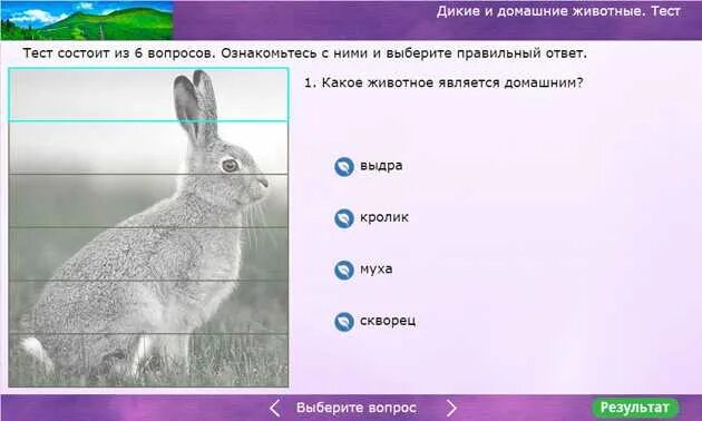 Назовите животных тест. Тест звери. тест про домашних животных.