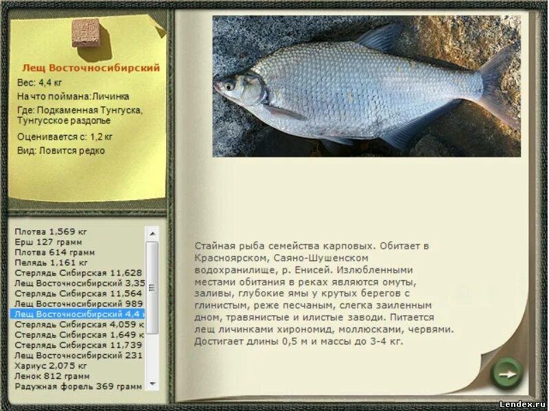 Лещ густера синец белоглазка отличия. Лещ донской чебак. Рыба семейства лещей. Семейство лещевых рыб. Белоглазка лещ густера.