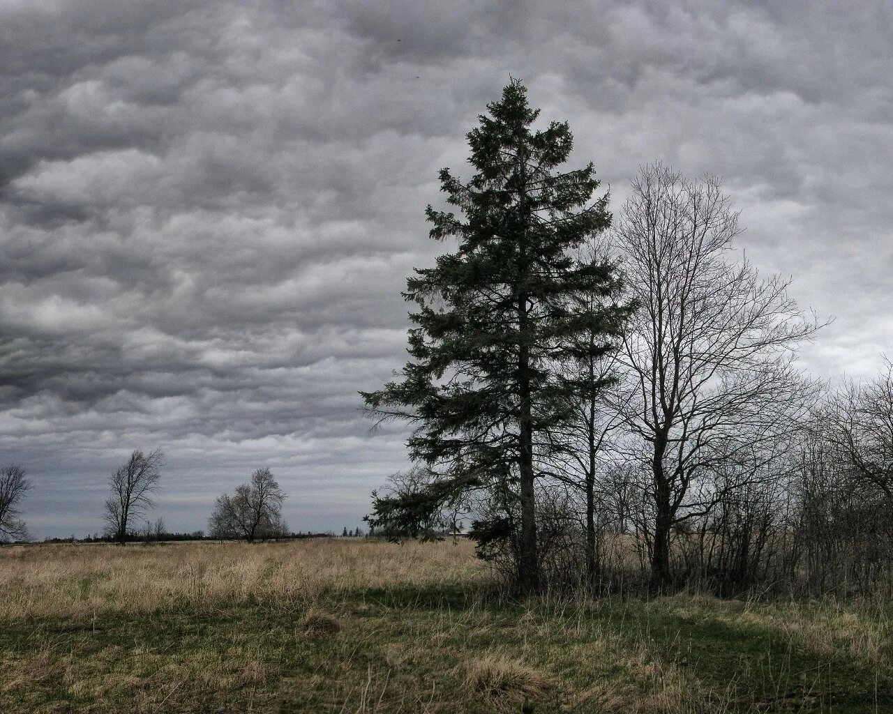 Пасмурный день. Пасмурное небо. Природа пасмурно. Пасмурное небо деревья. Пасмурно хмуро