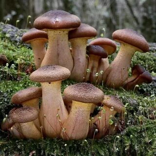 Грибное сообщество