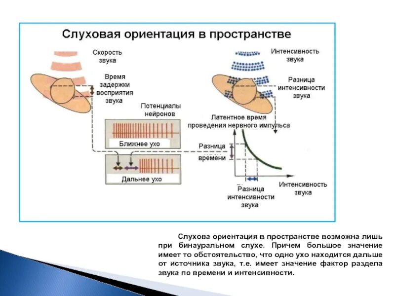 Слух и восприятие звука. Слуховая ориентация. Слуховая ориентация в пространстве. Слуховая ориентация в пространстве бинауральный слух. Слуховая ориентировка..