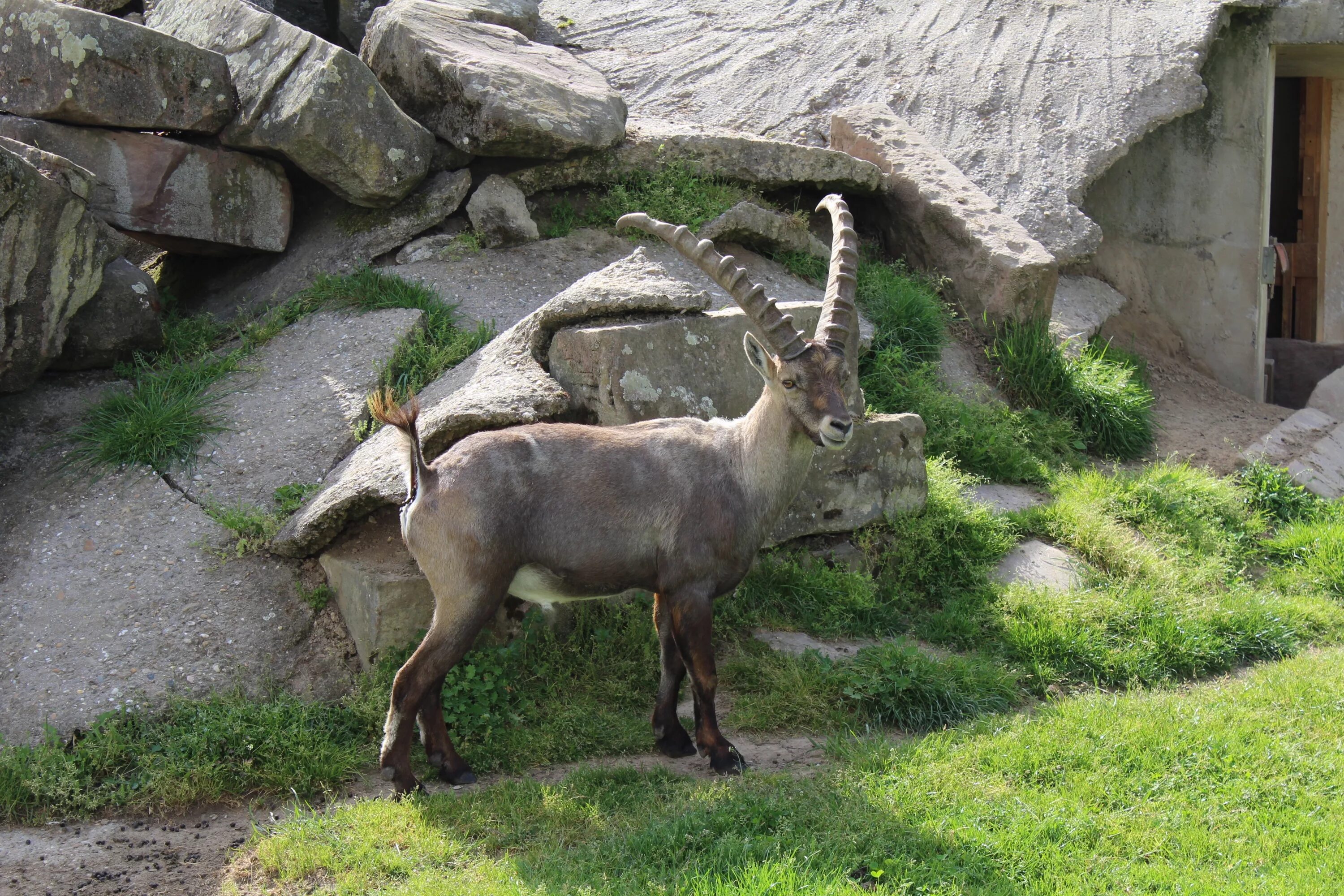 горный козел сканворд. сибирский горный козёл 3 букв. альпийский ибекс. козерог сибирский горный козел. горный козел на скале.