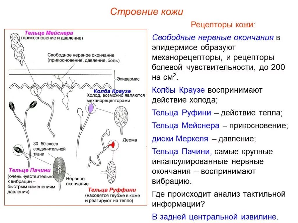 Кожно нервные. Название рецепторов в анатомии. Тельце Мейснера кожные рецепторы. Рецепторы кожи функции таблица. Рецепторы кожи свободные нервные окончания.