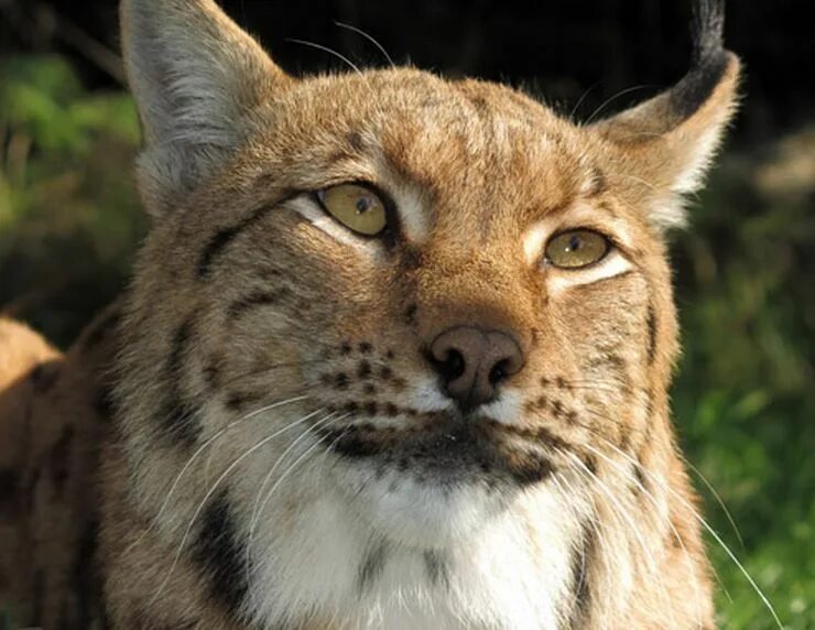 Lynx Habitat. Eurasian Lynx. Скептическая Рысь. Рысь подмигивает. Рысь число