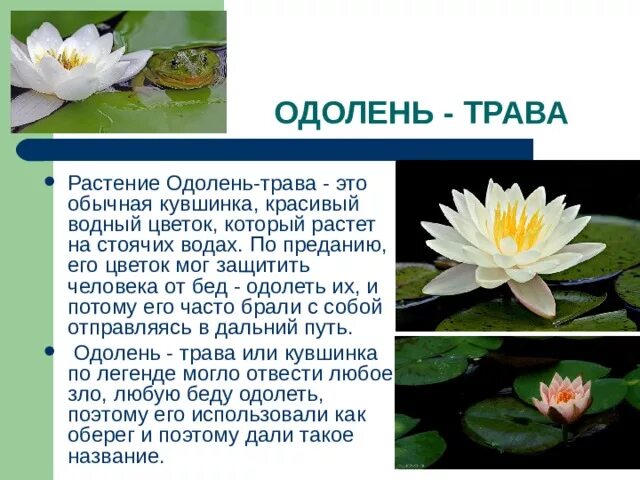 Легенды о растениях и животных. Легенды о растениях и животных
