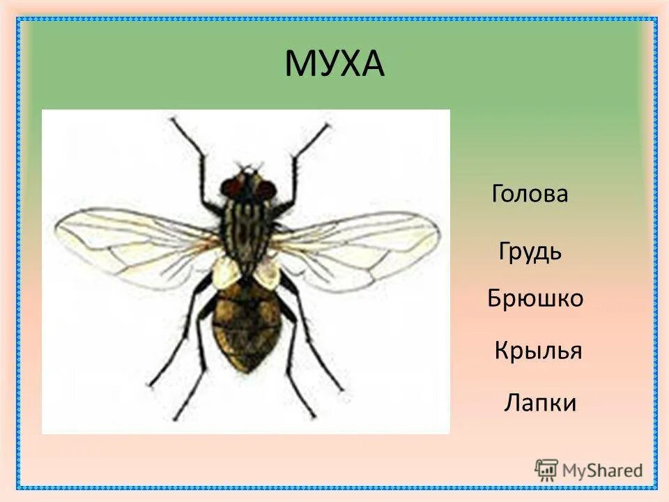 Крылья мухи схема. Муха (насекомое) строение. Строение брюшка мухи. Внешнее строение мухи. Комнатная Муха строение.