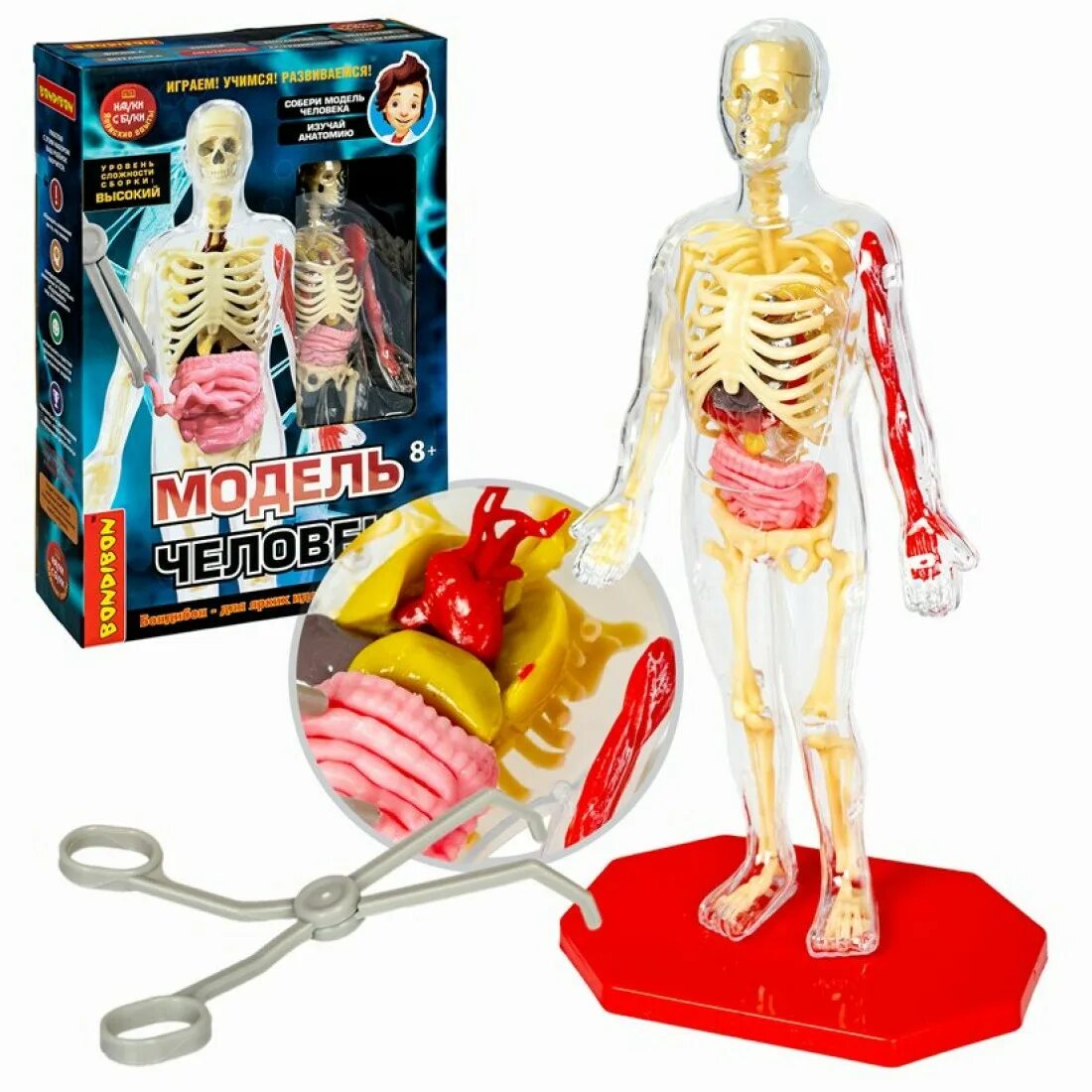 Человек вв. Игрушка скелет с органами. Анатомическая модель человека для детей научный опыт. Бондибон тело человека. Bondibon модель человека.