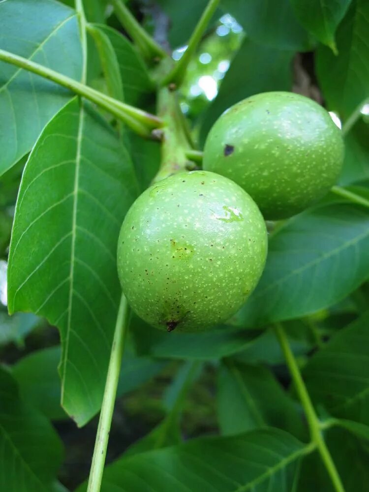 Грецкий орех Juglans Regia l.. Juglans microcarpa. Каштан плод незрелый. Баиль дерево.