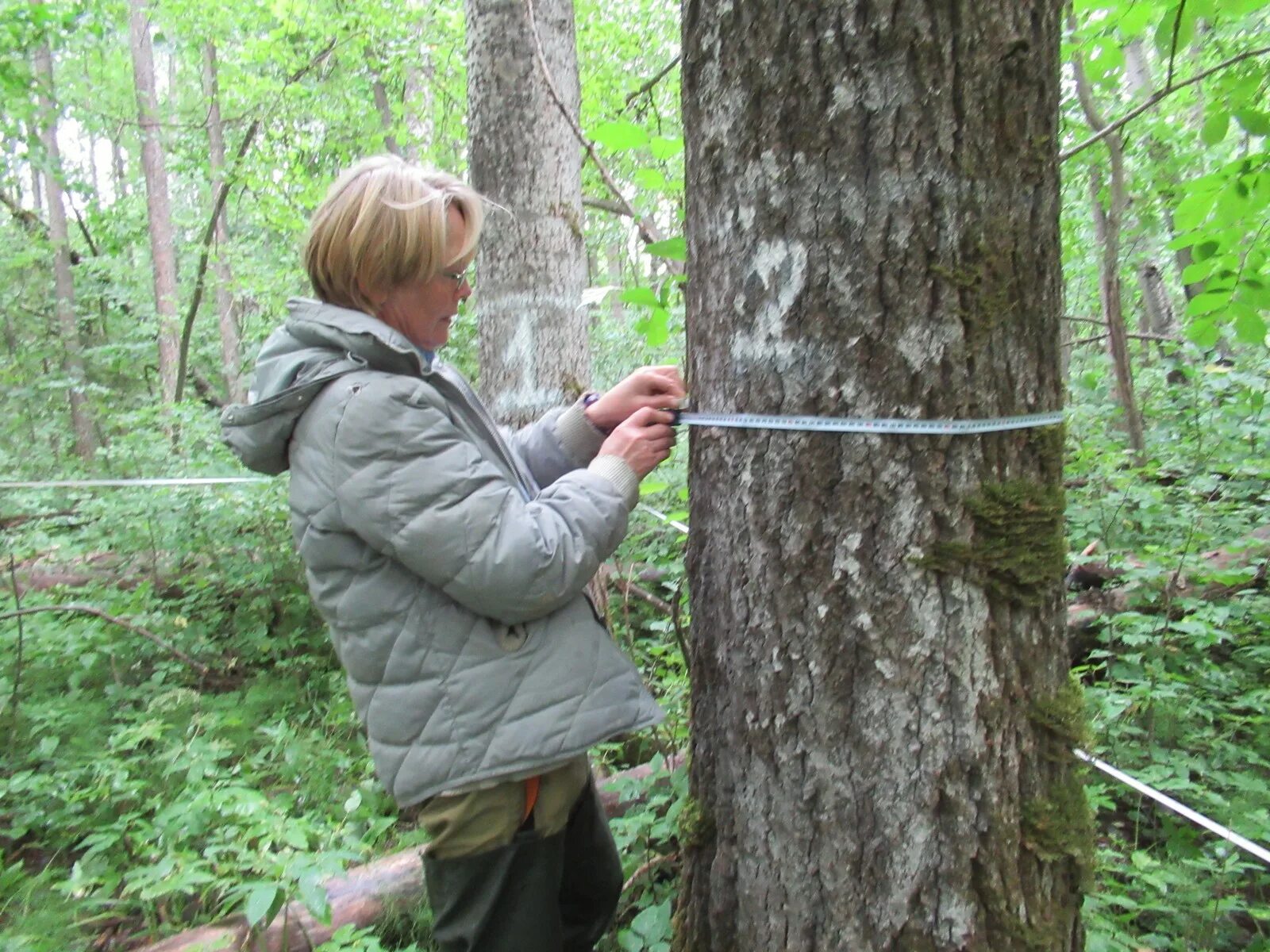 Диаметр древесины. Диаметр дерева. Обхват деревьев. Замер диаметра дерева. Обхват деревьев.