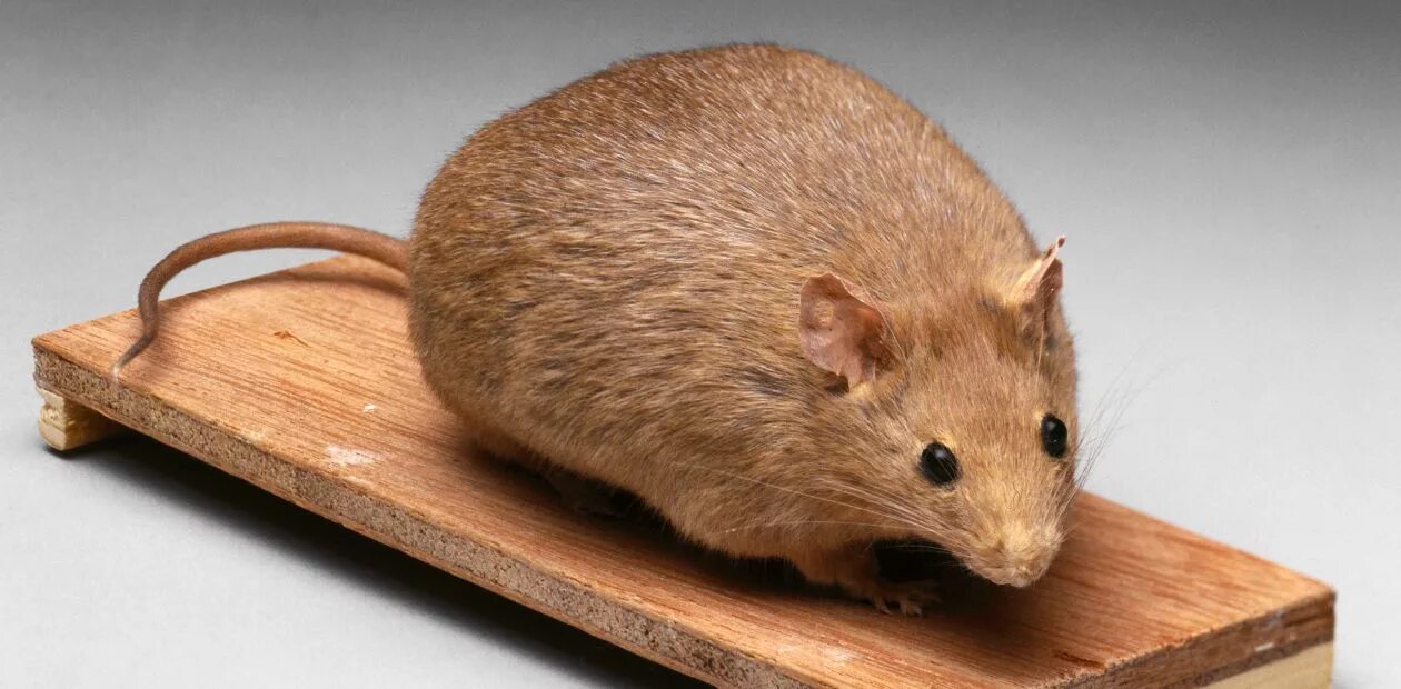 Жир мыши. Огромная мышь. Толстенькая мышка. Гигантская мышь. Толстая мыша.
