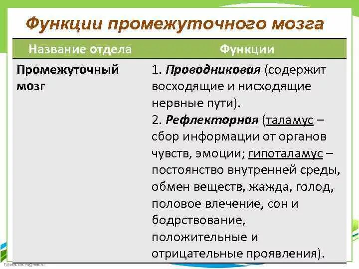 Выполняет рефлекторную и проводниковую функцию мозг. Функции промежуточного мозга кратко. Просежуточны ймозг функции. Промежуточный иозгфункции. Функции промежктосного мозги.