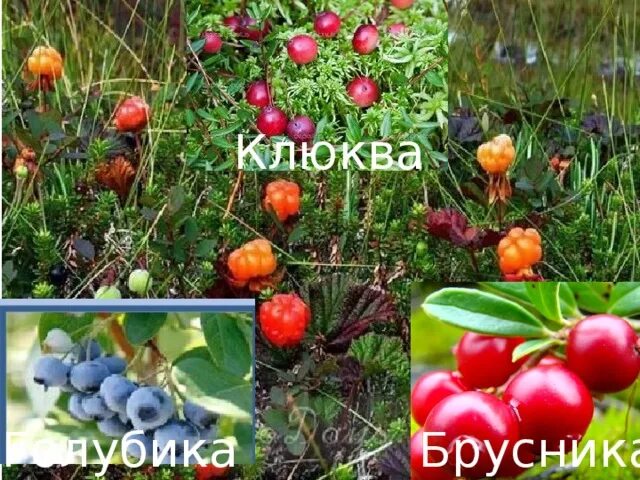 Клюква и брусника отличия. Клюква и брусника отличия фото. Отличие клюквы от брусники. Как отличить клюкву от брусники фото.