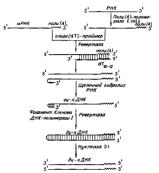 Синтез двухцепочечной ДНК по матрице МРНК обратной транскриптазой. Биосинтез ДНК на РНК-матрице Обратная транскрипция. Схема синтеза МРНК. Обратная транскриптаза Синтез РНК из МРНК.