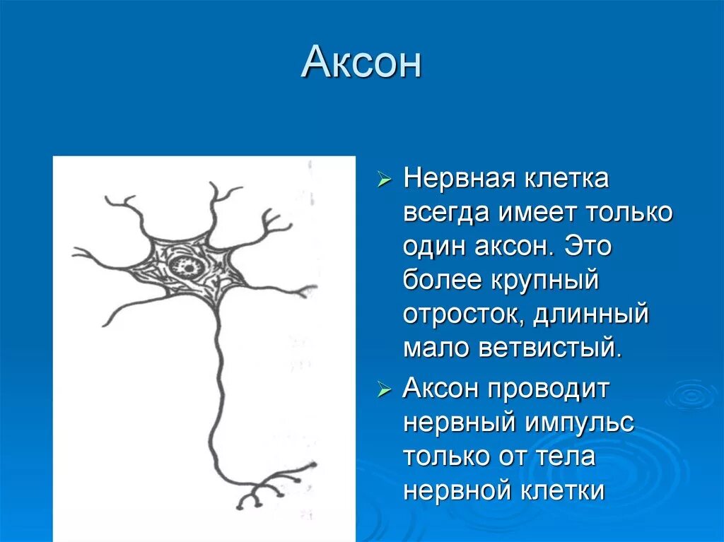 Короткие ветвящиеся отростки нервных клеток. Аксон нервный отросток. Аксоны и дендриты. Аксон нервной клетки. Аксоны – длинные отростки нервных клеток..