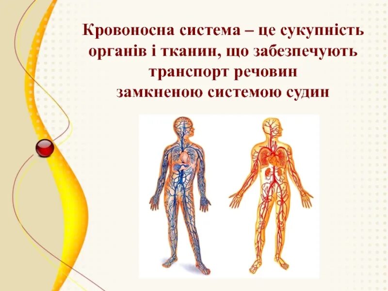 Транспорт речовин система органів. Транспорт речовин здійснюють яка тканина.