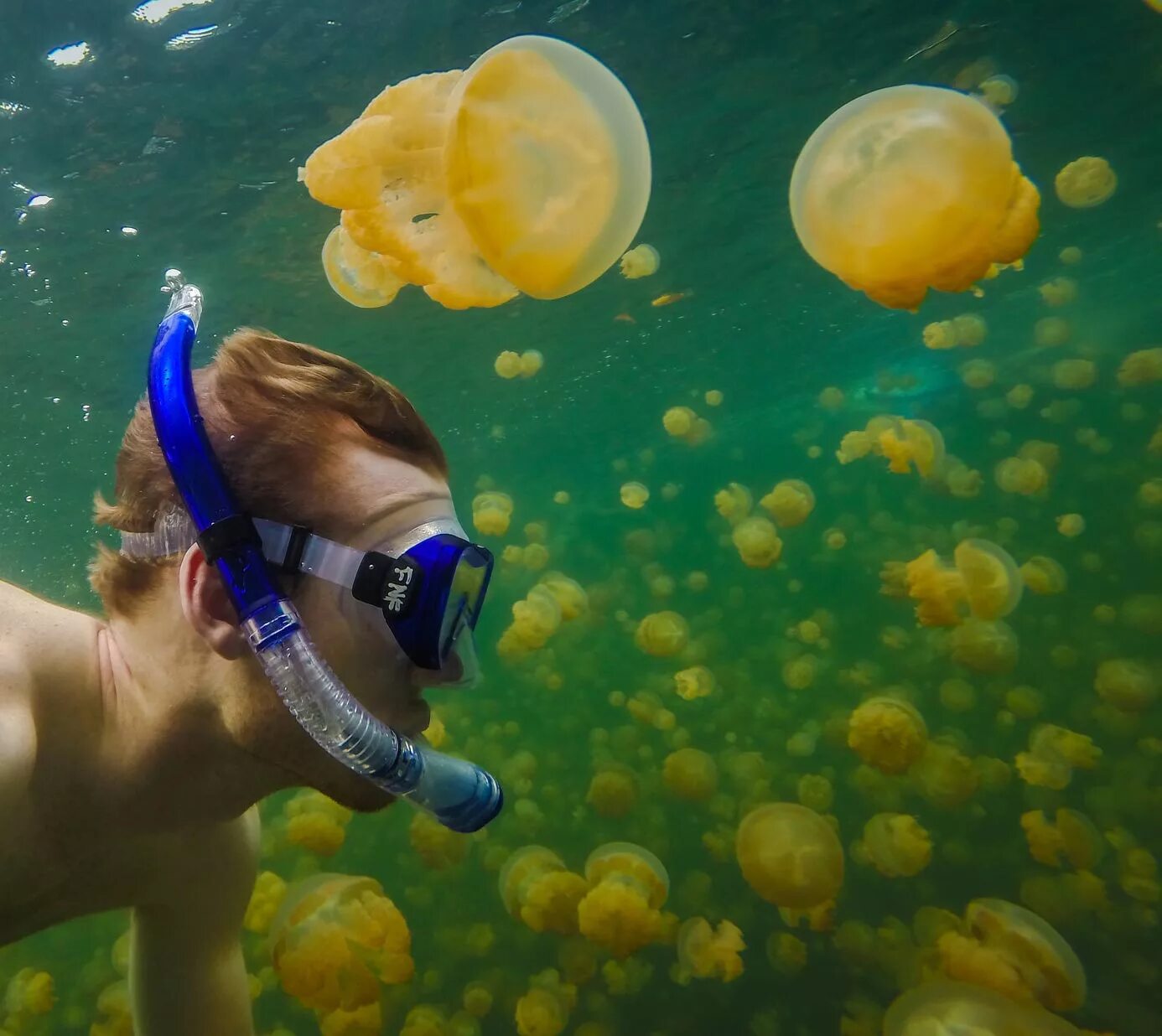 поцелуй медузы. корнерот медуза в азовском. озеро медуз палау. купается в медузах. озеро медуз интересные факты.