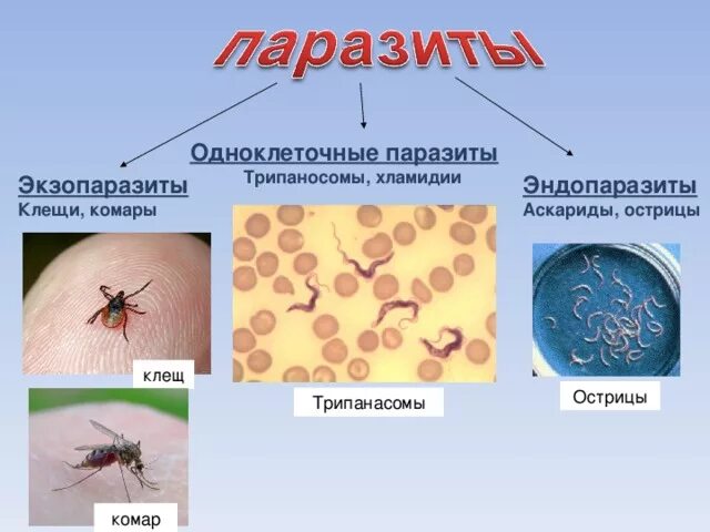 Выберите паразитических простейших ответ. Паразитические одноклеточные животные. Одноклеточные животные паразиты. Простейшие одноклеточные паразиты. Обноклетоснын паразиты.