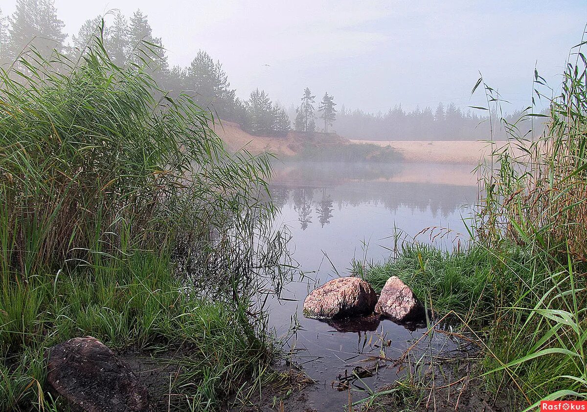 озеро камыши лето. болото берказан камыш. протовское болото. лесное озеро кувшинки камыш. болото юпяужшуо карелия.