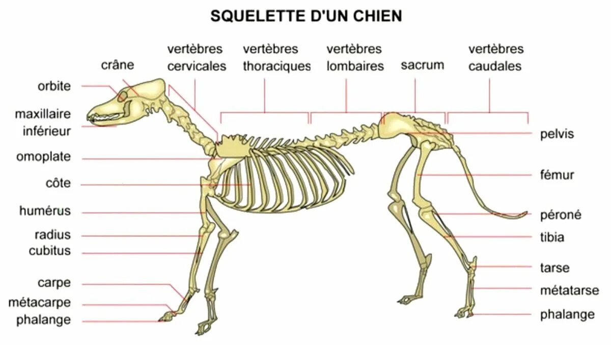 Скелет собаки анатомия. Скелет собаки с подписями. Скелет CJ,frnb. Скелет кошки с подписями.