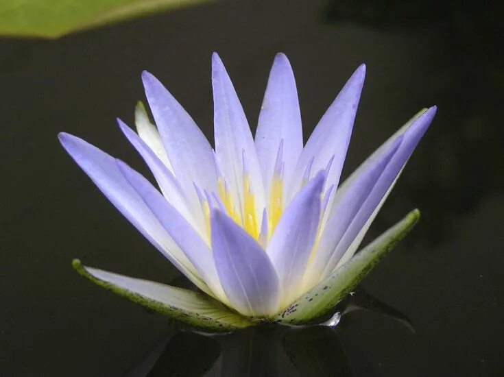 Egyptian blue water lily. ( i'm almost sure i saw some of theses growing in rura